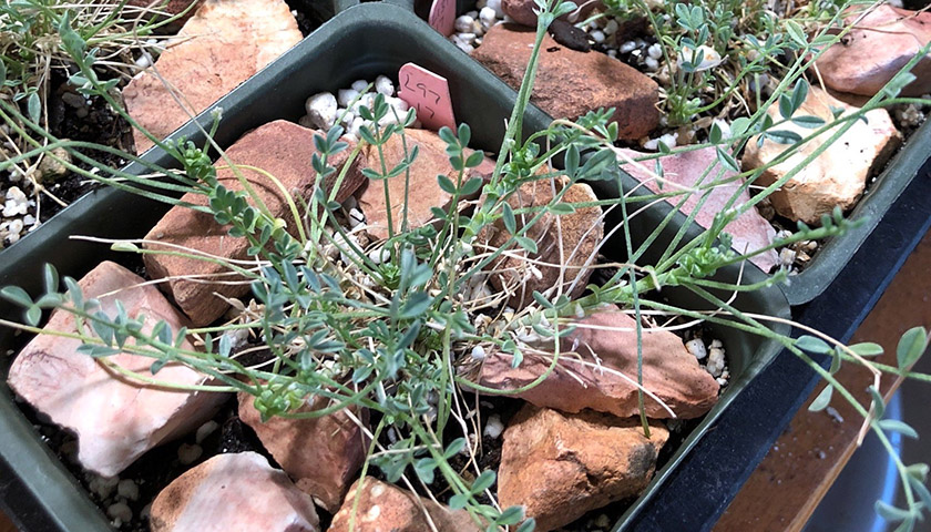 Snall plant in nursery container has small leaves along sprawling stems
