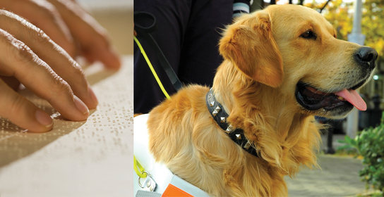 Special assistance and service dog