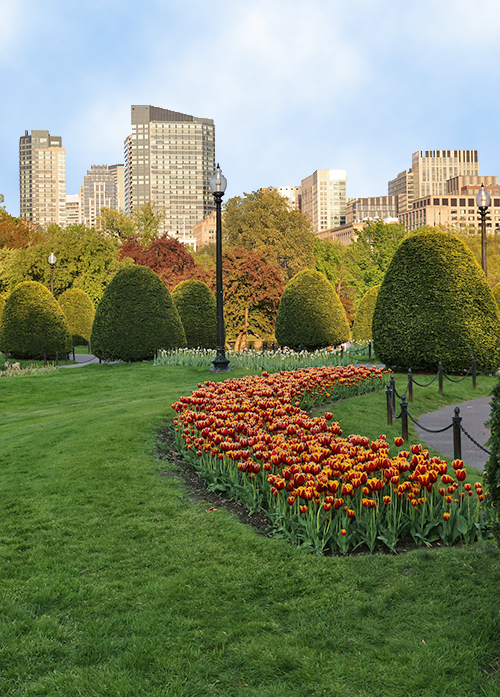 The Boston city skyline rises behind a springtime scene in the Boston Gardens near Suffolk University's downtown campus.