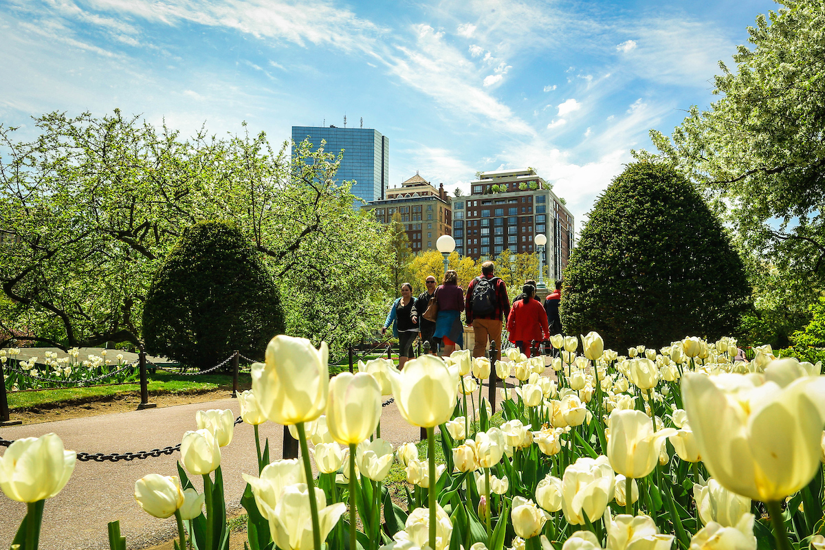 The Public Garden in Boston in full bloom in the spring
