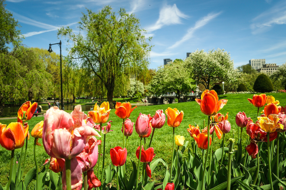The Public Garden in Boston in full bloom in the spring