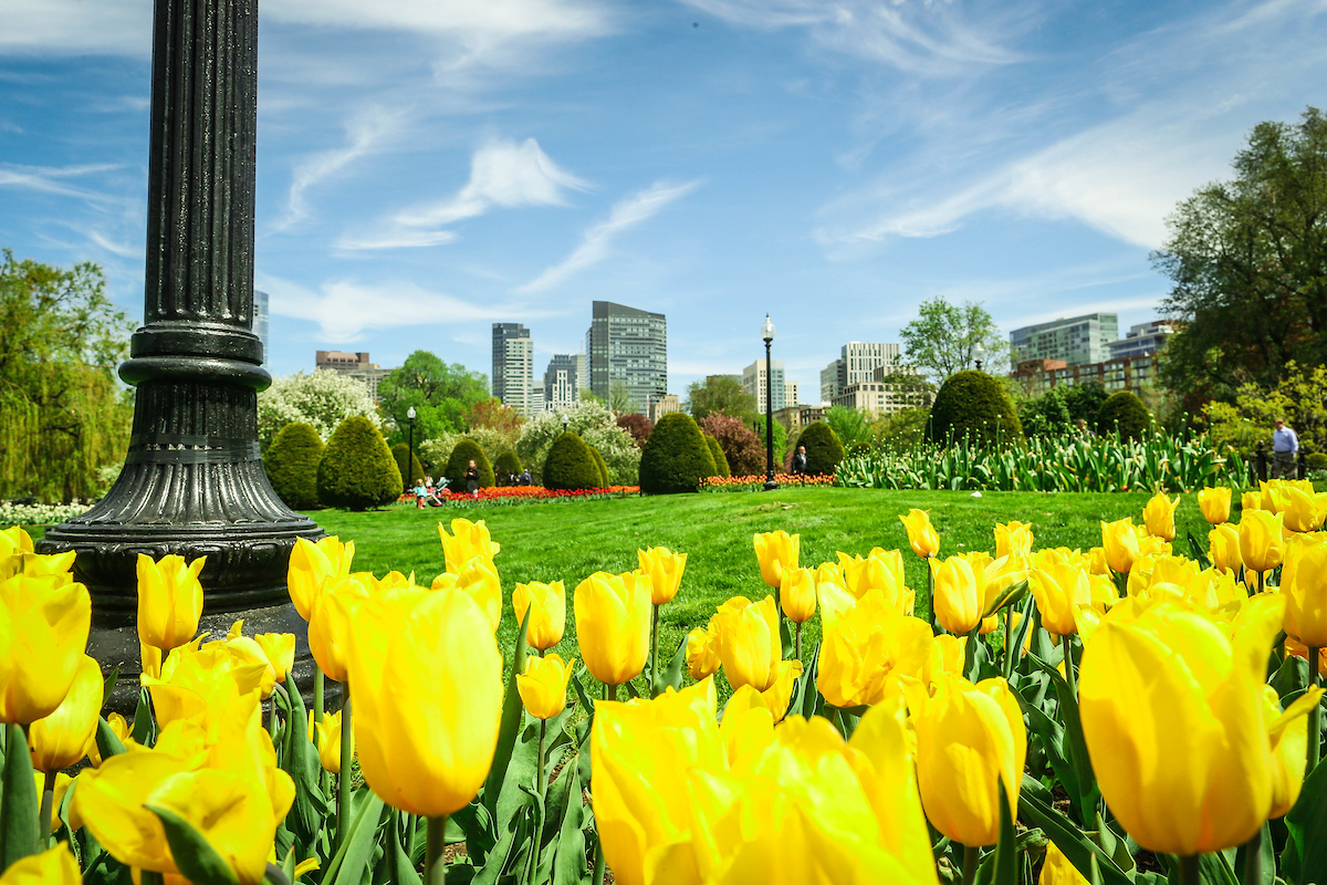 The Public Garden in Boston in full bloom in the spring