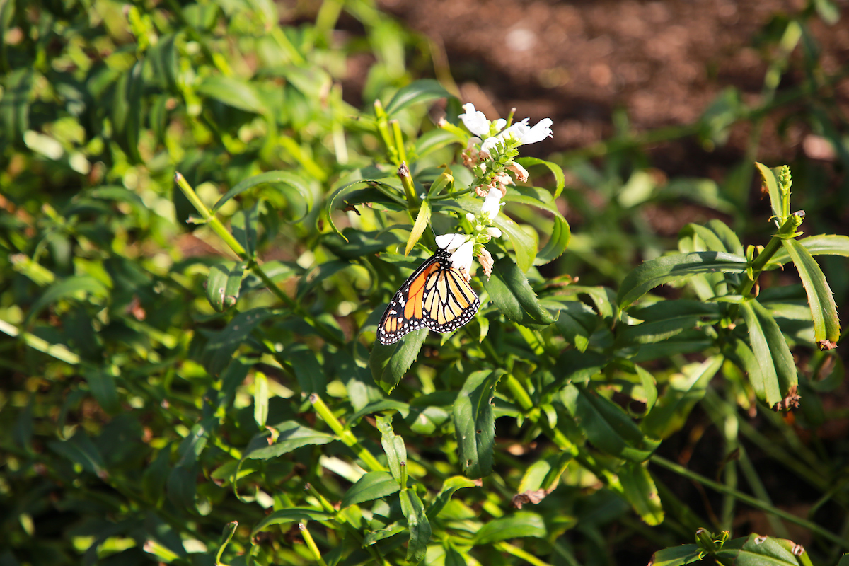 Suffolk students visit the Kendall Square Rooftop Garden in Cambridge