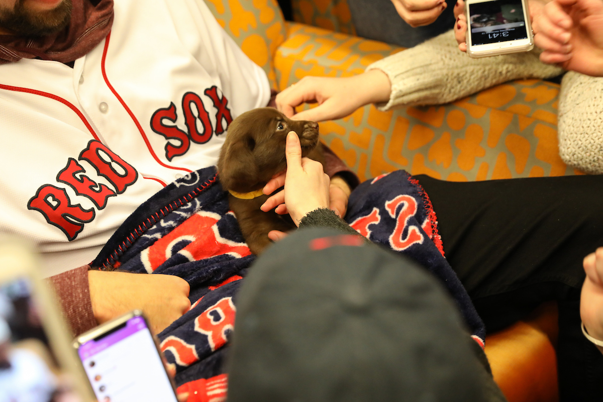 The Boston Red Sox visited Suffolk students with puppies the day before final exams begin.