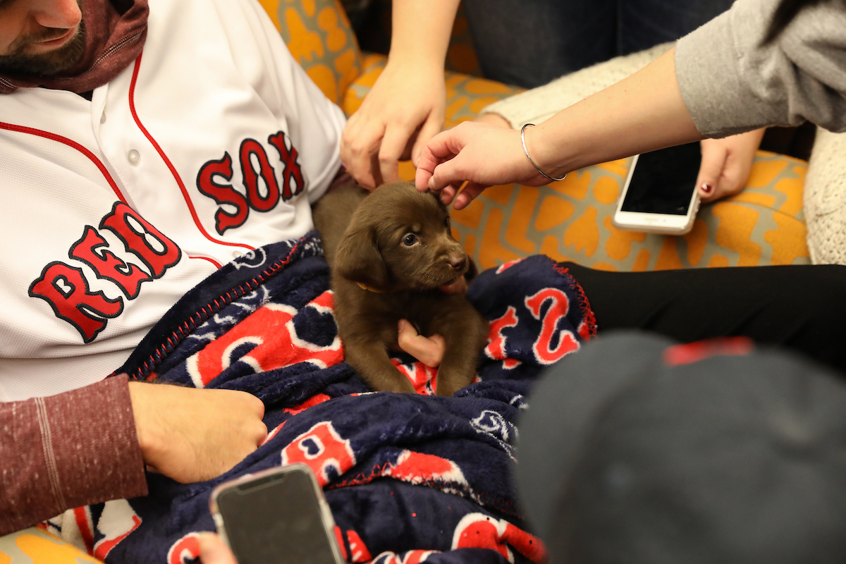 The Boston Red Sox visited Suffolk students with puppies the day before final exams begin.