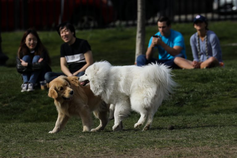 Dogs playing together on the Boston Common.