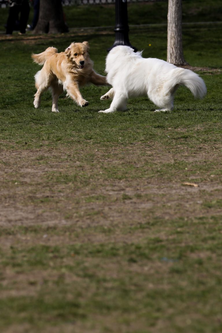 Dogs playing together on the Boston Common.