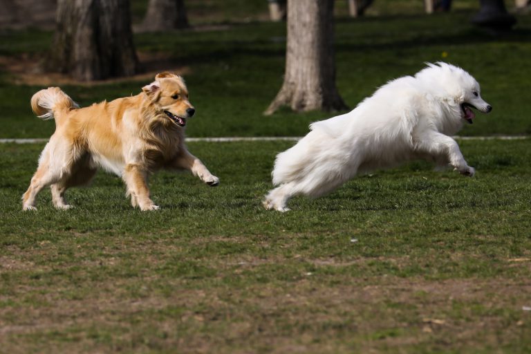 Dogs playing together on the Boston Common.