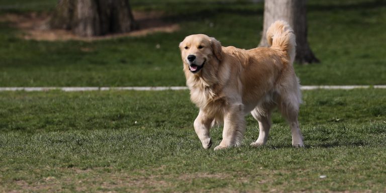 Dogs playing together on the Boston Common.