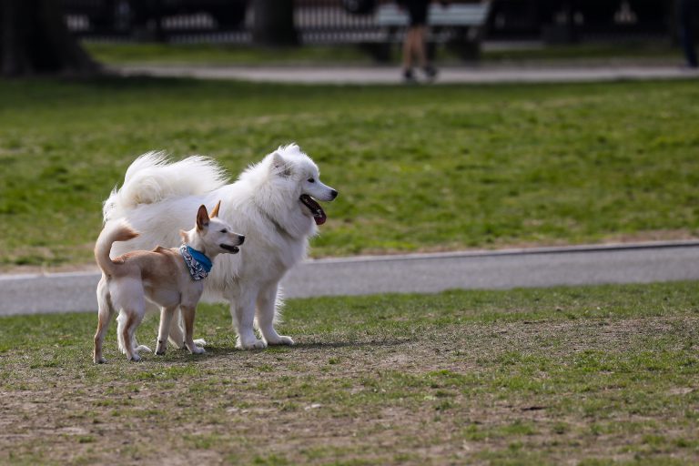 Dogs playing together on the Boston Common.
