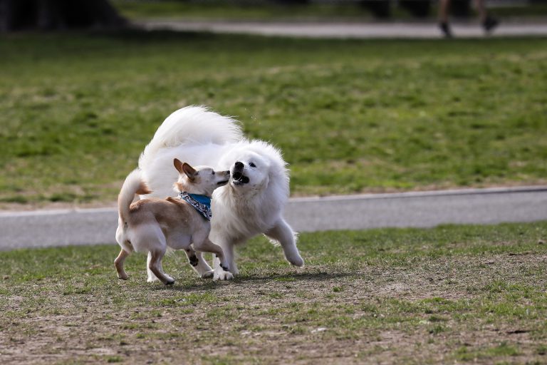 Dogs playing together on the Boston Common.