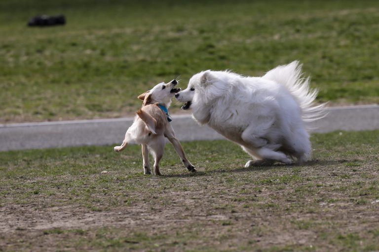 Dogs playing together on the Boston Common.
