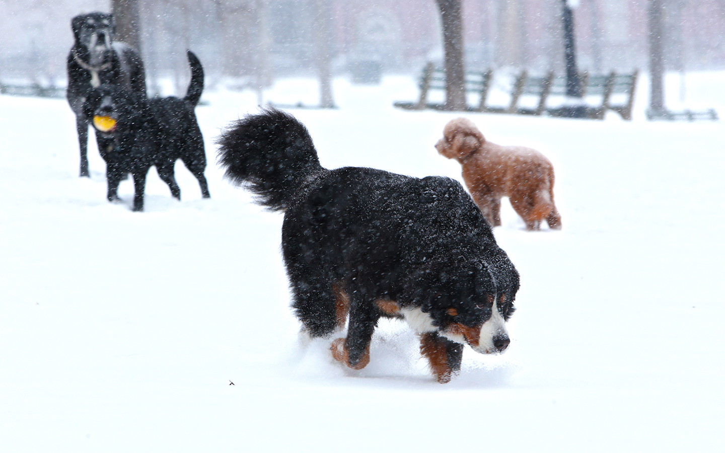 A group of dogs play together in the snow on the Common