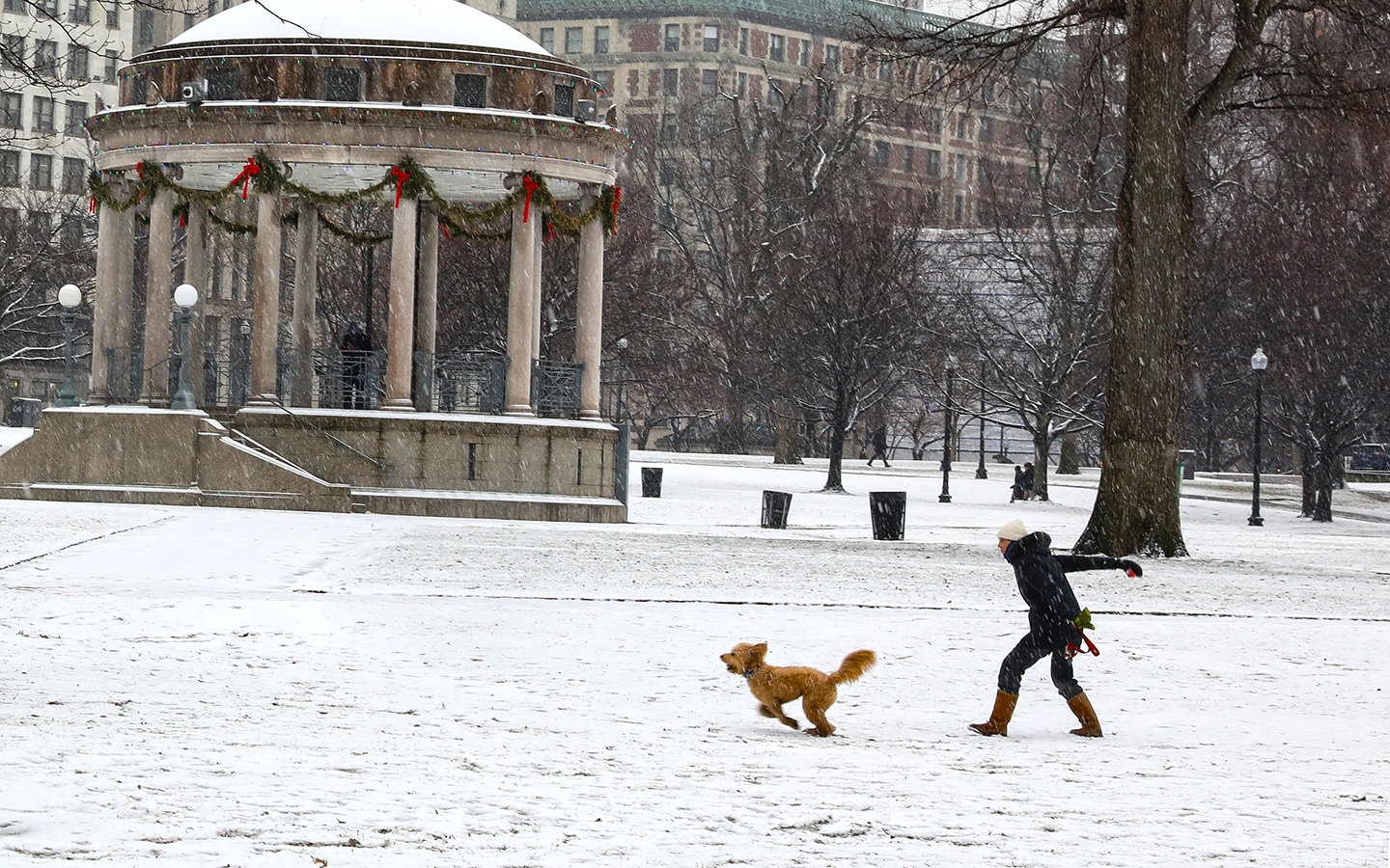 A woman throws a ball for her dog to chase on the Common