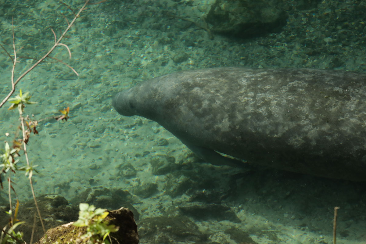 A large manatee floating by in Crystal River.