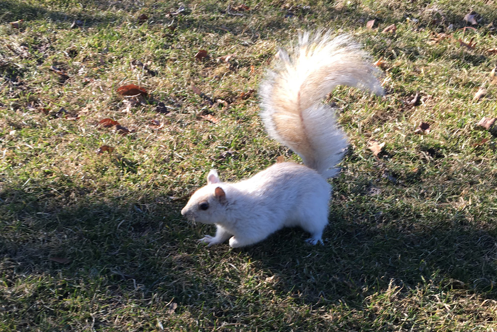 A white squirrel in the common
