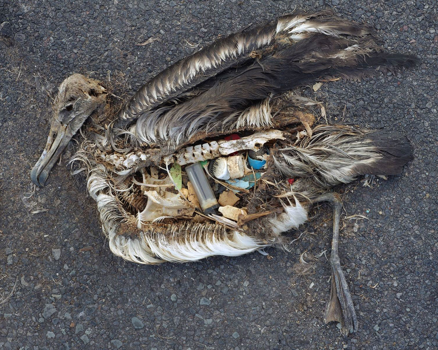 Deab Albatross filled with random trash he had eaten