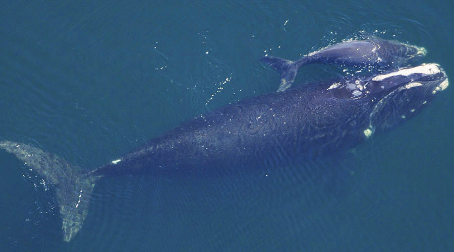 A right whale swimming with her young calf