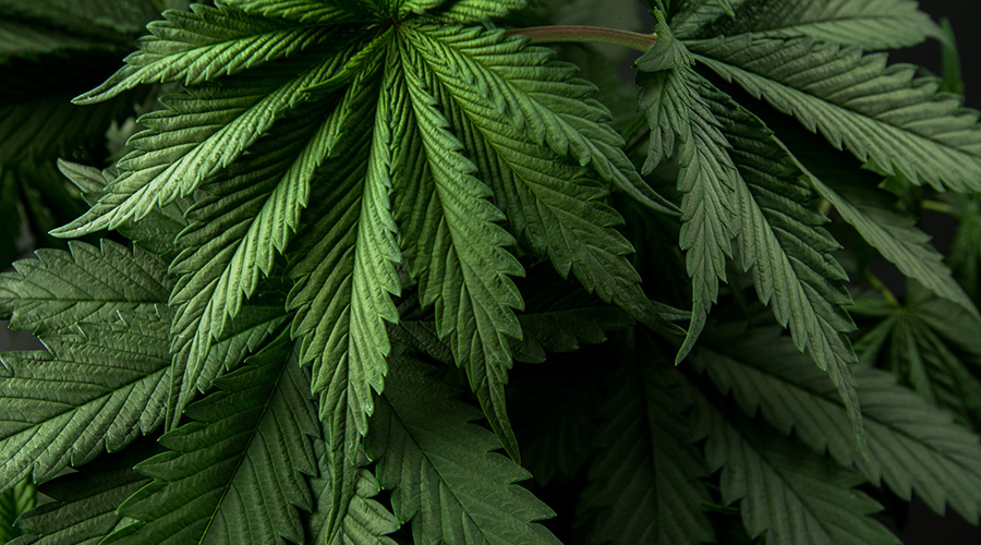 Marijuana leaves gathered in one spot