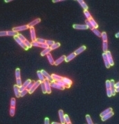 Bacteria under a microscope