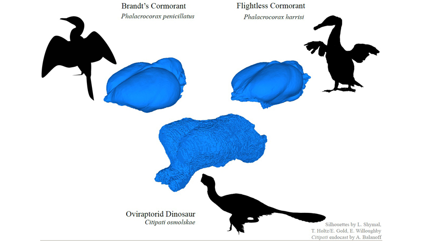 Graphic shows bird silhouettes matched with brain shape for  Brandt's cormorant, flightless cormorant and Oviraptirid dinosaur