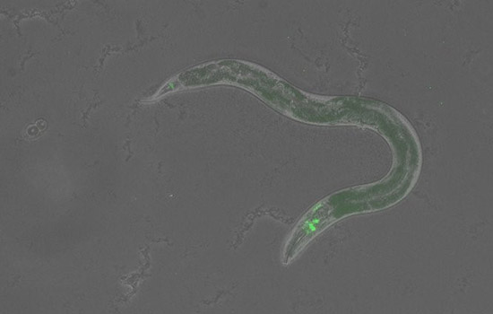Enlargement of microscopic worm with green fluorescent overlay showing where the protein is located
