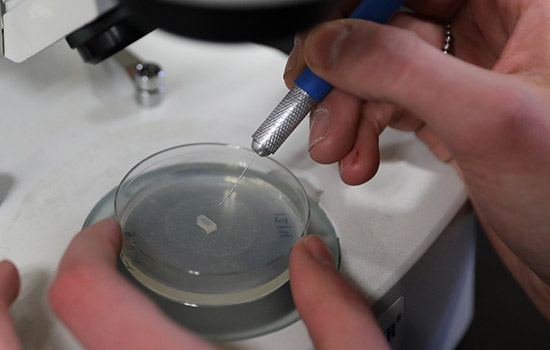 Hand holding needle-like tool hovers over petri dish with microscopic worms