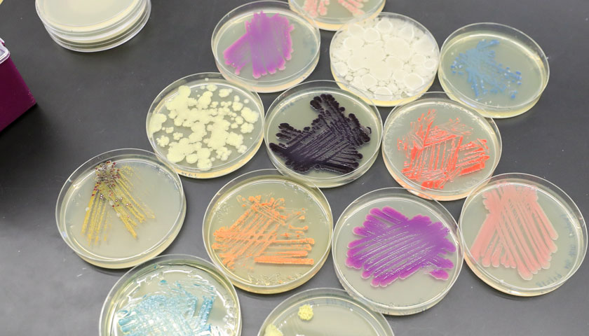 Various strains of bacteria in vivid colors