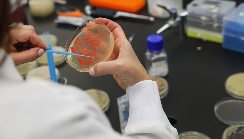 Student swabs orange bacteria from a plate onto a tool to use in their artwork