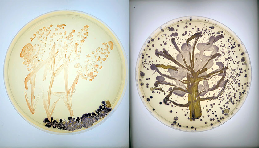 Completed bacteria art shows wheat plants on one and a tree on the other