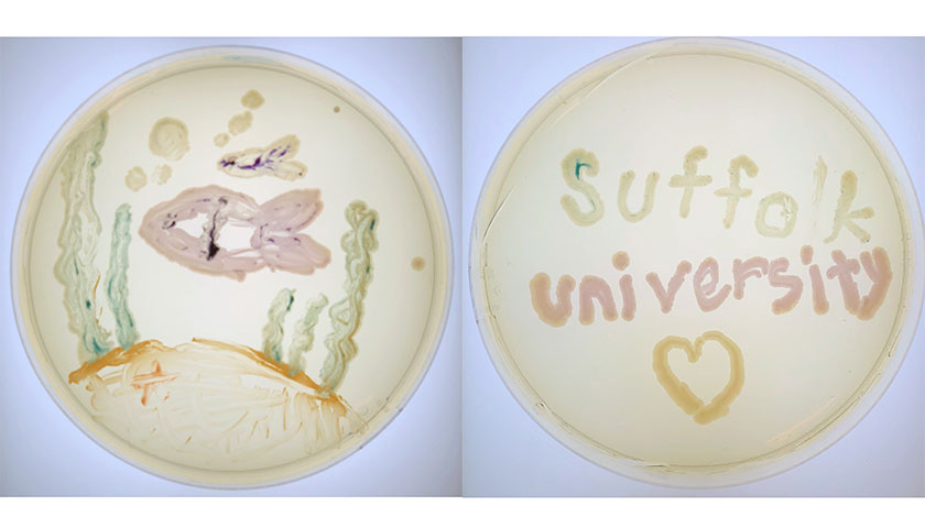 Completed bacteria art shows a fish on one plate and "Suffolk University" on the other