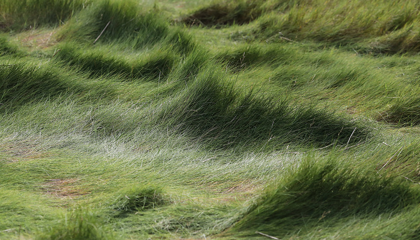 Thick mats and tufts of vivid green grass catch the sunlight