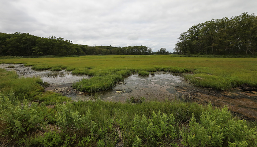 vista of marshland showing pool of water and grasses with fringe of trees in distance