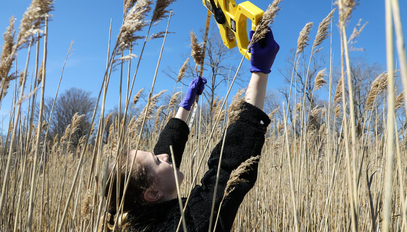 student measures reeds at the marsh's edge