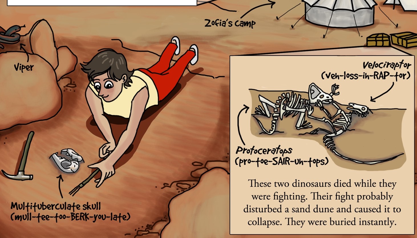 Illustration of paleontologist Zofia Kielan-Jaworowska measuring a fossil skull