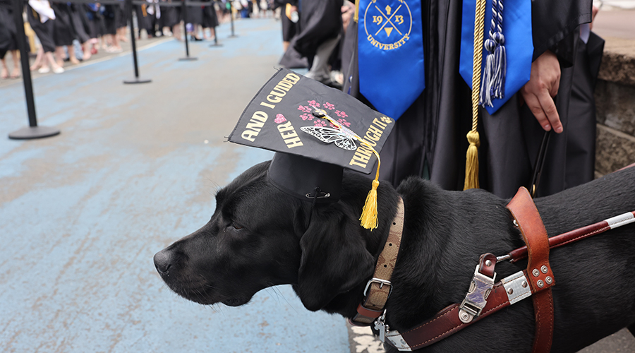A black dog wearing a mortar board at the 2025 College of Arts & Sciences Commencement