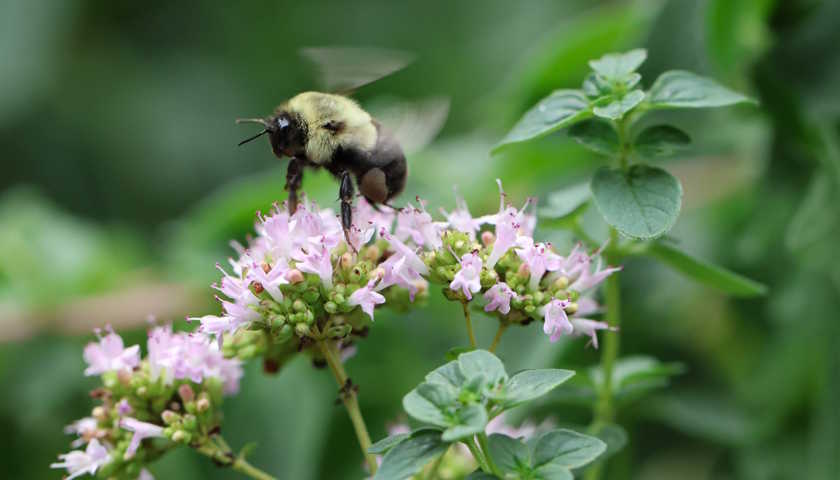 Close up of a bumblebee hovering over a purple flower