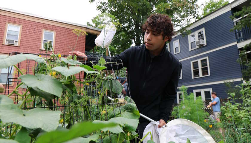 Manuel Navas inspects tall plants in an urban garden with tall buildings in the background